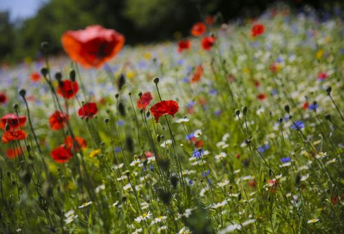 A picture of the wildflowers growing in a meadow